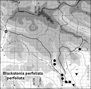 Blackstonia_perfoliata_perfoliata