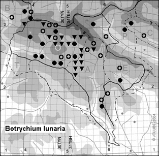 Botrychium_lunaria_