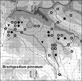 Brachypodium_pinnatum_