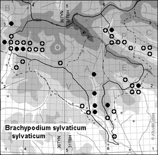 Brachypodium_sylvaticum_sylvaticum