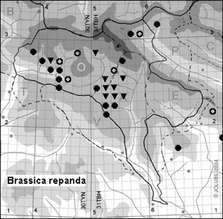 Brassica_repanda_