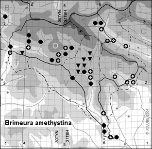 Brimeura_amethystina_