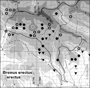 Bromus_erectus_erectus