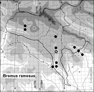 Bromus_ramosus_