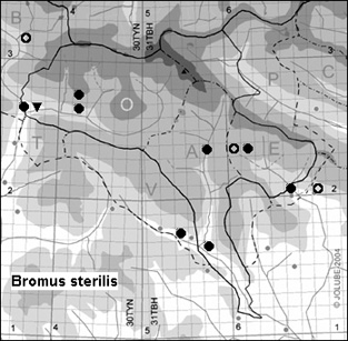 Bromus_sterilis_