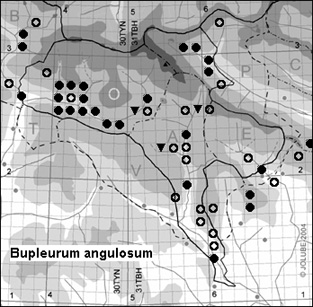 Bupleurum_angulosum_