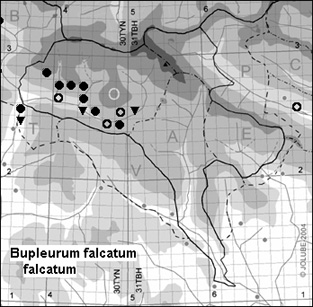 Bupleurum_falcatum_falcatum