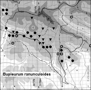Bupleurum_ranunculoides_