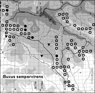Buxus_sempervirens_