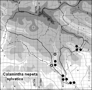 Calamintha_nepeta_sylvatica