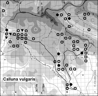 Calluna_vulgaris_