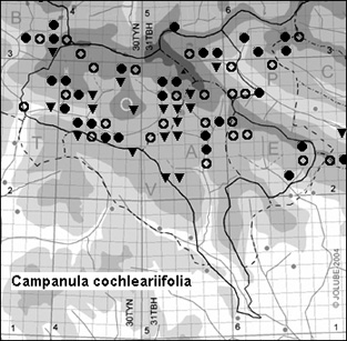 Campanula_cochleariifolia_