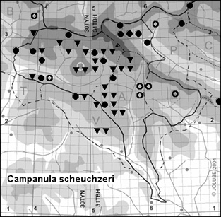 Campanula_scheuchzeri_