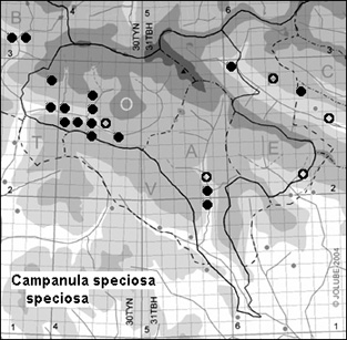 Campanula_speciosa_speciosa