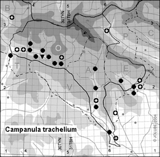 Campanula_trachelium_