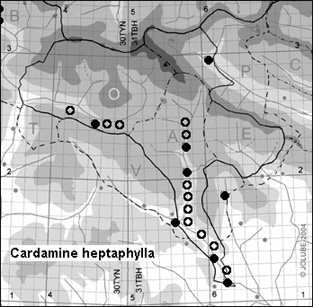 Cardamine_heptaphylla_
