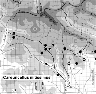 Carduncellus_mitissimus_