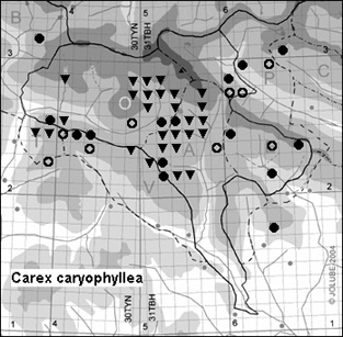 Carex_caryophyllea_