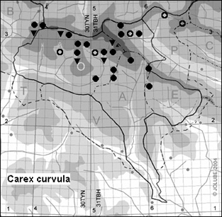 Carex_curvula_