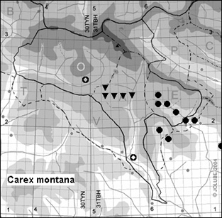 Carex_montana_