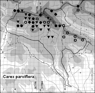 Carex_parviflora_