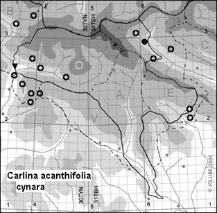 Carlina_acanthifolia_cynara