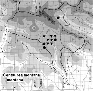 Centaurea_montana_montana