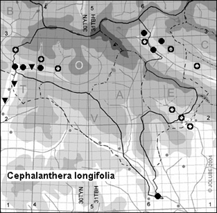 Cephalanthera_longifolia_