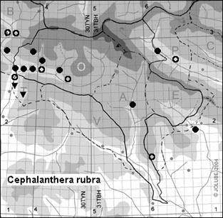 Cephalanthera_rubra_