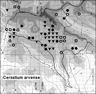 Cerastium_arvense_