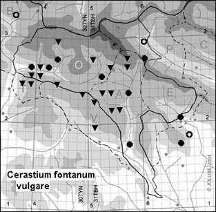 Cerastium_fontanum_vulgare