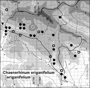 Chaenorhinum_origanifolium_origanifolium