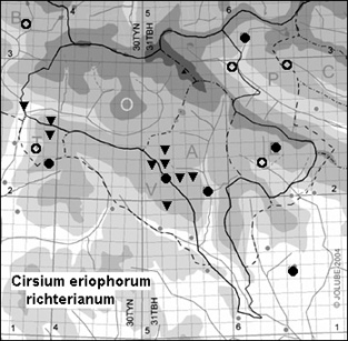 Cirsium_eriophorum_richterianum