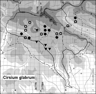 Cirsium_glabrum_