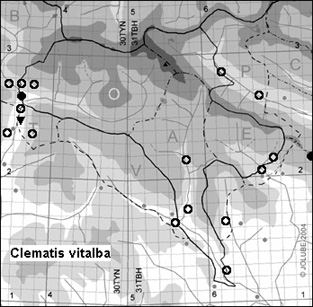 Clematis_vitalba_