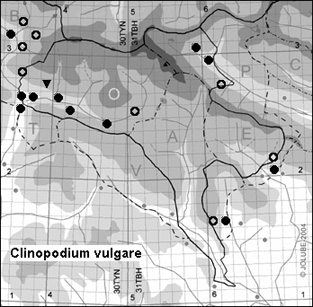 Clinopodium_vulgare_