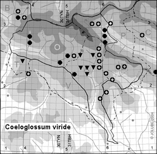 Coeloglossum_viride_