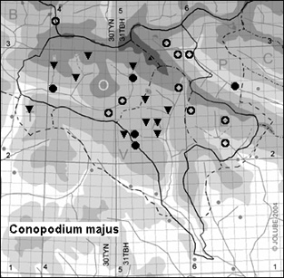 Conopodium_majus_