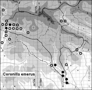 Coronilla_emerus_
