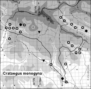 Crataegus_monogyna_