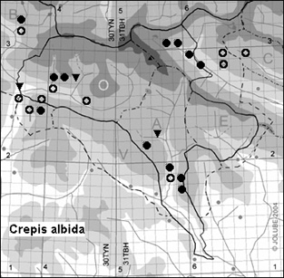 Crepis_albida_