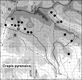 Crepis_pyrenaica_