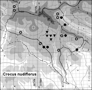 Crocus_nudiflorus_