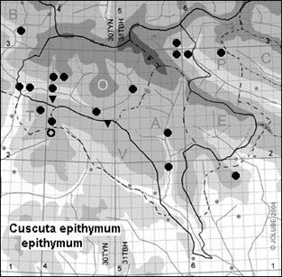 Cuscuta_epithymum_epithymum