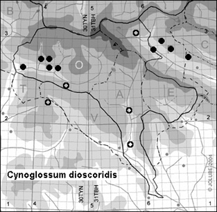 Cynoglossum_dioscoridis_