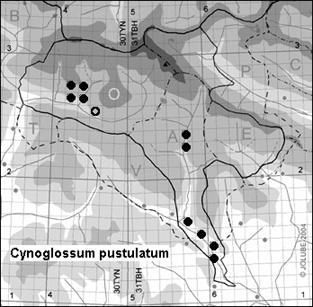 Cynoglossum_pustulatum_