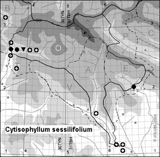 Cytisophyllum_sessilifolium_