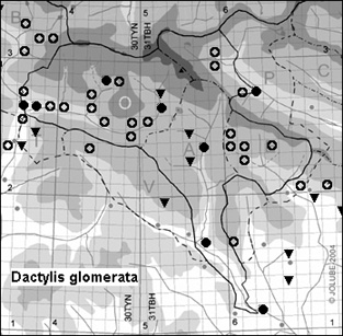 Dactylis_glomerata_