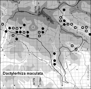 Dactylorhiza_maculata_