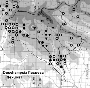 Deschampsia_flexuosa_flexuosa